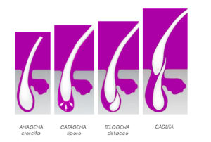 ciclo di vita delle ciglia
